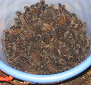 Bucket of turtle hatchlings