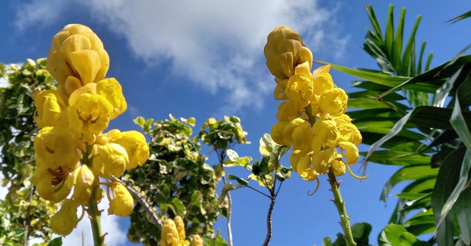 Yellow Christmas Candles flowers set against a brilliant blue sky in Barbados