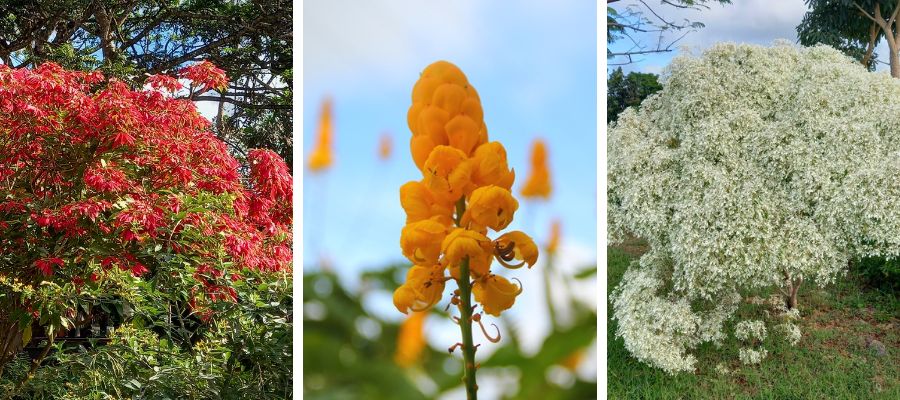 Christmas flowers in Barbados - Poinsettia, Christmas Candle, Snow on the Mountain