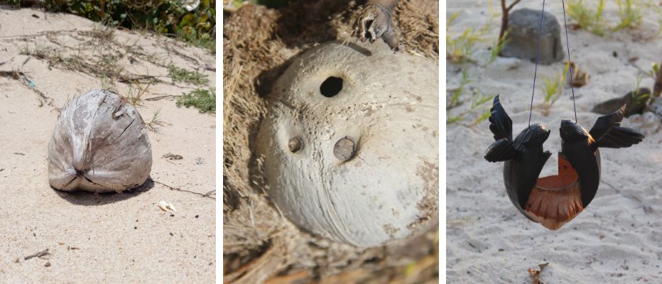 The transformation - a whole coconut on the beach, a coconut shell in the sand, and a coconut bird feeder.