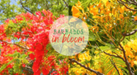 Barbados In Bloom