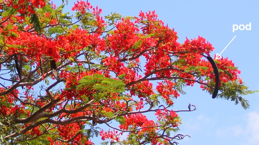 Pod of the Flamboyant Tree