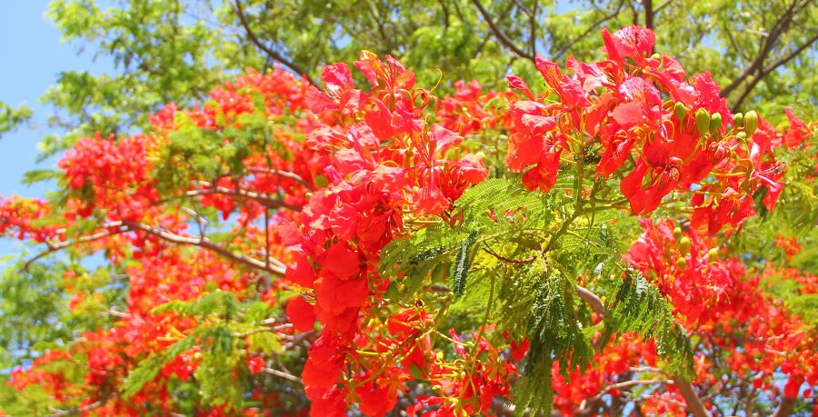 Abundant red Flamboyant flowers