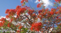 Flamboyant trees in full bloom in Barbados!