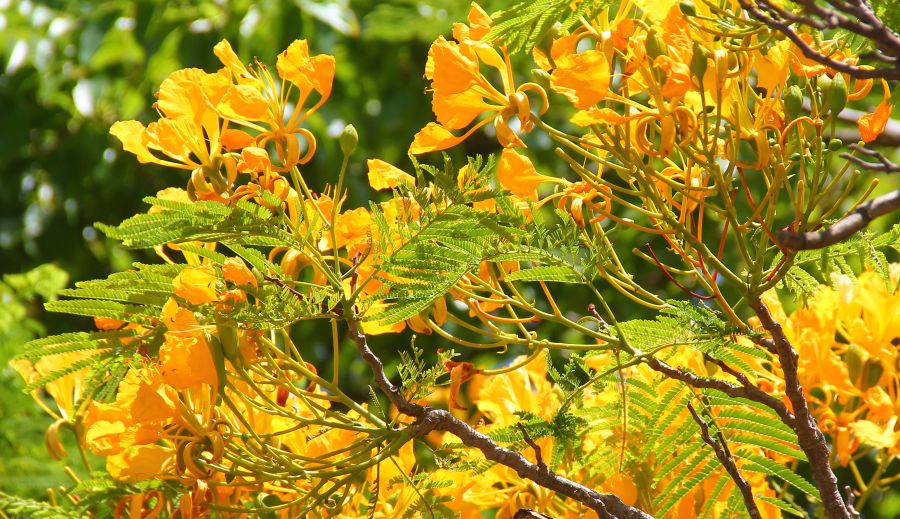 Yellow Flamboyant Flowers