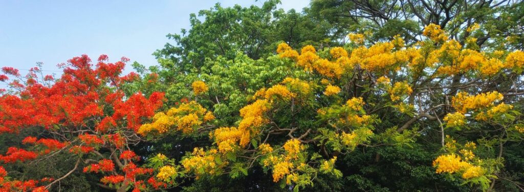 Flamboyant Trees in Barbados