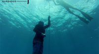 Freediving In Barbados