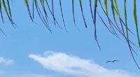 Frigatebirds Drifting Effortless On The Wind