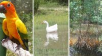 🌿Nature Returns: Graeme Hall Sanctuary Reopens