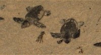 Turtle hatchling release in Barbados