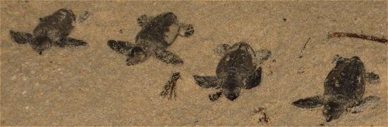 Hawksbill turtle hatchlings on the sand in Barbados