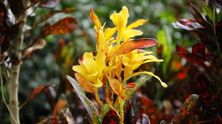 Enchanted Gardens of Barbados