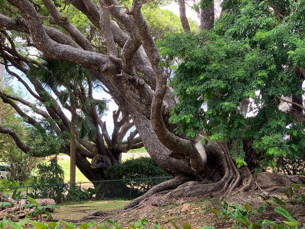 the largest mahogany tree on the property