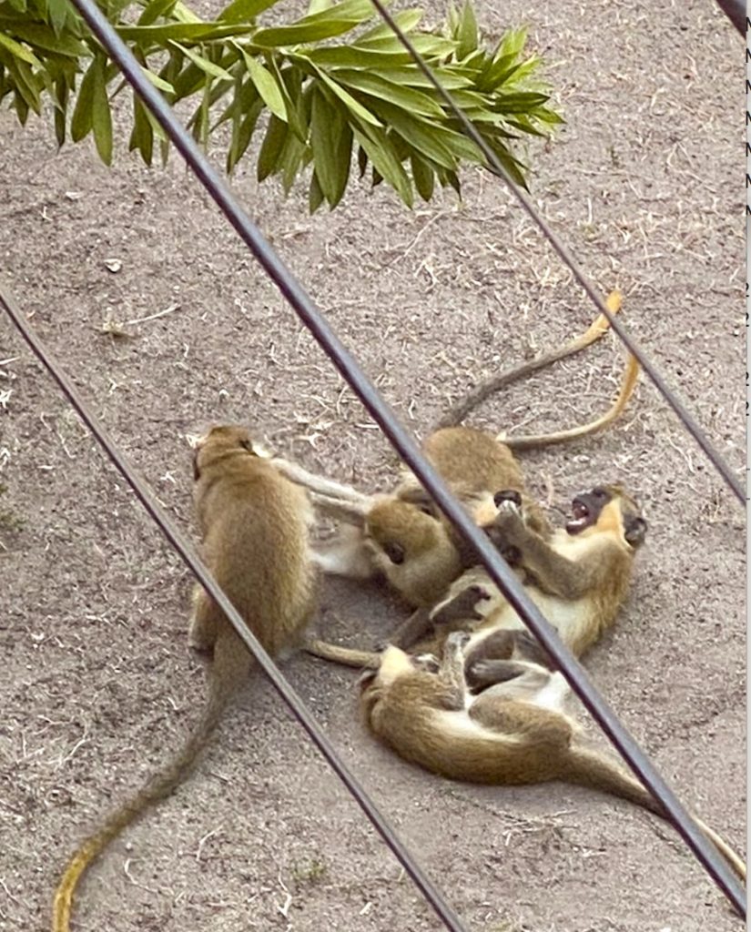 barbados monkeys traveling minstrels 