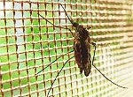 Zika Virus In Barbados