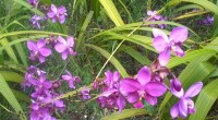 Orchid World, Barbados: Caribbean tropical beauty