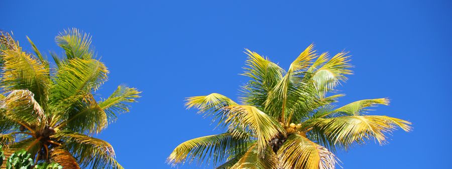 Coconut palm trees against a vibrant blue sky with no clouds