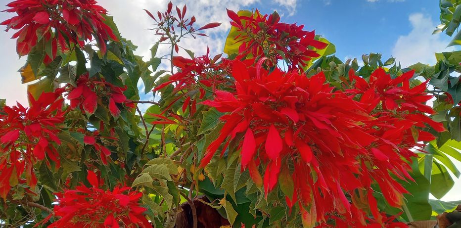 Bright red Poinsettia flowers in full bloom.