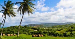 Verdant Barbados countryside with lush grass, hills and palm trees