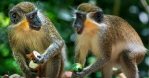 Two Barbados green monkeys eating fruit