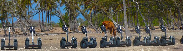 Our segways... and a cow!