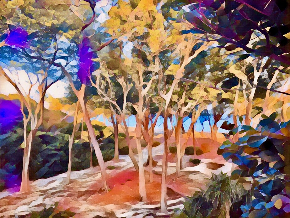 abstract of trees leading to the beach and ocean