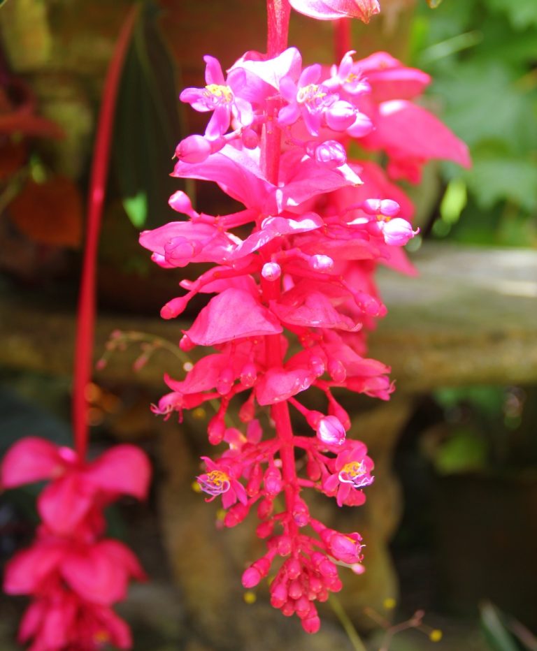 Photo Tour of Hunte's Gardens Barbados Blog