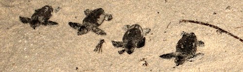Turtle hatchlings on a Barbados beach