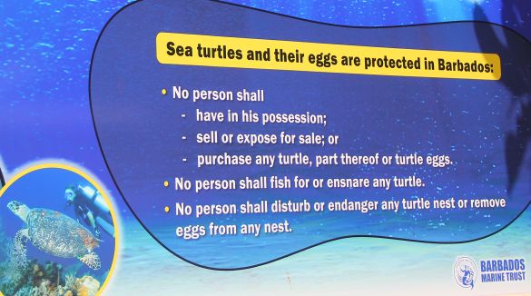 Turtle protection in Barbados