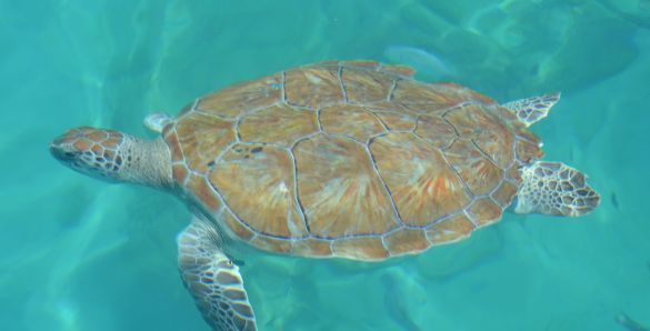 Sea turtle swimming in Barbados