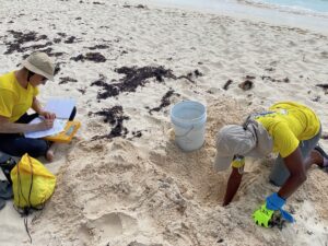 Barbados Turtle Patrol