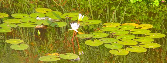 Water Lilies