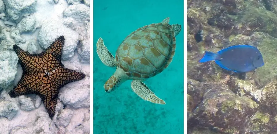 Starfish, Hawsksbill turtle, and tropical fish