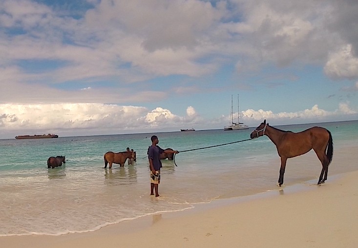 How is this Reluctant Filly Persuaded to Take a Dip?