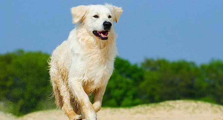 Bring your pet on holiday to Barbados