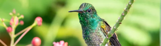 Birds
