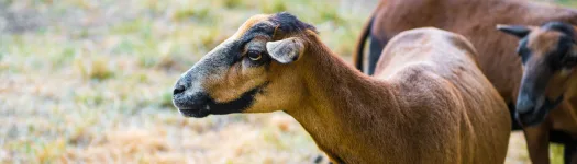 Black Belly Sheep