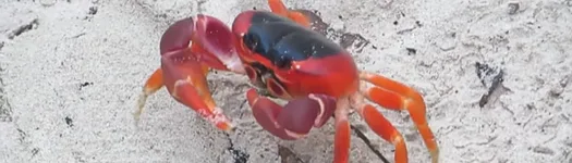 Crabs