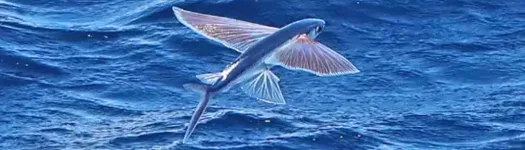 Flying Fish