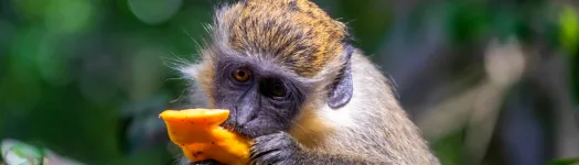 Green Monkeys