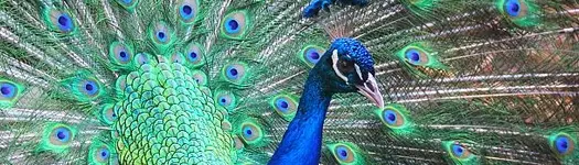 Barbados Wildlife Reserve