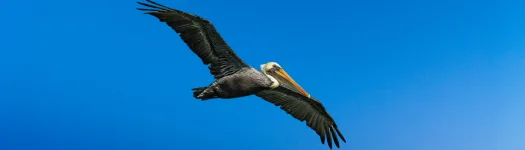 Pelicans