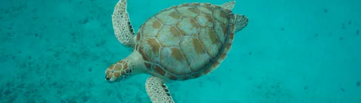 Sea Turtles