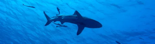 Sharks