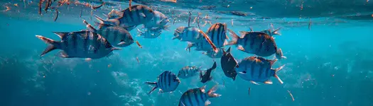 🤿 Snorkeling