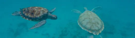 🐢 Swim With Turtles