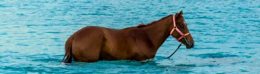 🐎 Swimming Horses
