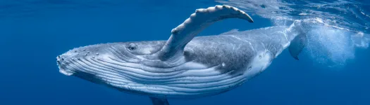 Whales