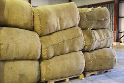 Barbados crops - cotton bales