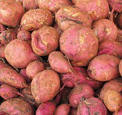 Barbados crops - sweet potatoes Barbados crops - sweet potatoes